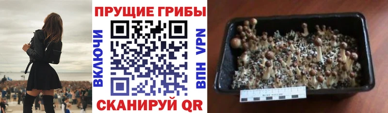 где купить   KRAKEN зеркало  Галлюциногенные грибы мицелий  Пермь 