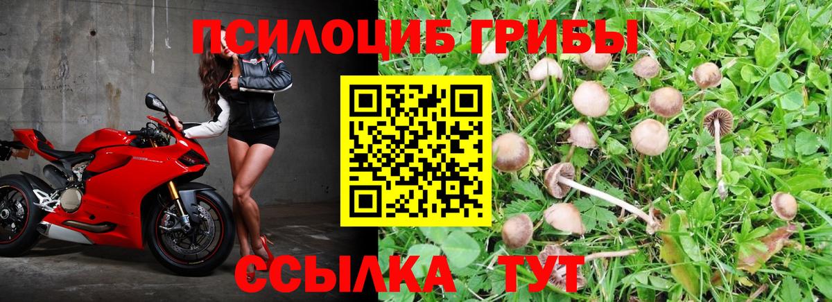 Галлюциногенные грибы Psilocybine cubensis Пермь