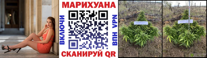 где найти   Пермь  Бошки Шишки OG Kush 